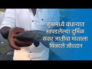 जुन्नरमध्ये बंधाऱ्यात सापडलेल्या दुर्मिळ सकर जातीचा माशाला मिळाले जीवदान | Fish | Sakal Media |