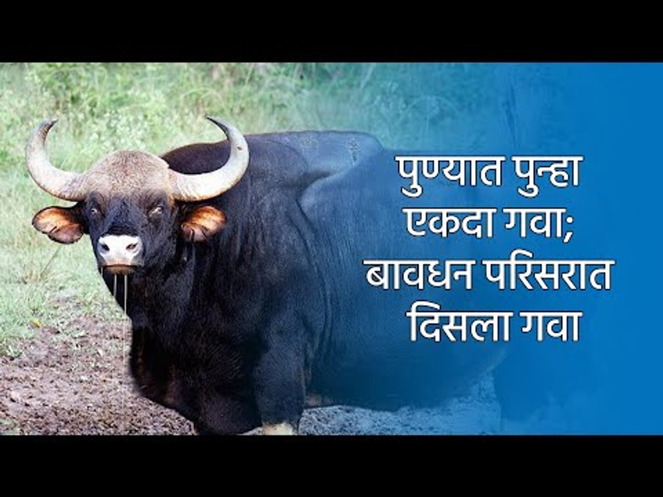पुण्यात पुन्हा एकदा गवा; बावधन परिसरात दिसला गवा | Pune | Indian Baisan | Sakal Media |