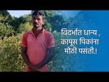 विदर्भात धान्य , कापूस पिकांना मोठी पसंती.! | Chandrapur | Maharashtra | Sakal Media |