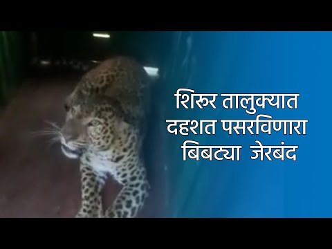 शिरूर तालुक्यात दहशत पसरविणारा बिबट्या जेरबंद | Sakal Media |