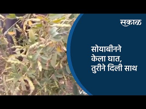 सोयाबीनने केला घात, तुरीने दिली साथ | Nagpur | Maharashtra | Sakal Media |