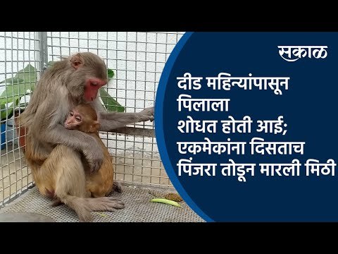 दीड महिन्यांपासून पिलाला शोधत होती आई; एकमेकांना दिसताच पिंजरा तोडून मारली मिठी | Monkey | Sakal