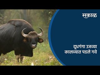 दूधगंगा उजव्या कालव्यात पडले गवे | Indian Bison | Wildlife | Kolhapur | Sakal Media |