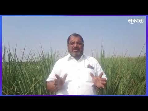 सतेज पाटील, जयंत पाटील, मुश्रीफ, थोरात यांच्यावर का गुन्हा दाखल नाही?: राजू शेट्टी | Sakal Media |