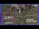 टोमॅटोला भाव नसल्यामुळे शेतकरी अडचणीत | Agriculture | Maharashtra | Sakal Media |