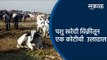 पशु खरेदी विक्रीतून एक कोटीची  उलाढाल | Aurangabad | Maharashtra | Sakal Media |