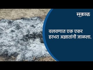 वलवणात एक एकर हरभरा अज्ञातांनी जाळला. | Sangali | Maharashtra | Sakal Media |