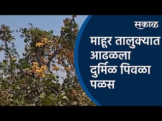 माहूर तालुक्यात आढळला दुर्मिळ पिवळा पळस  | Mahur | Yellow palm |Sakal Media |