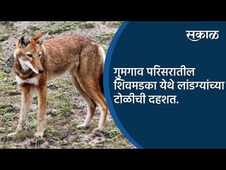 गुमगाव परिसरातील शिवमडका येथे लांडग्यांच्या टोळीची दहशत | Nagpur | Maharashtra | Sakal Media |
