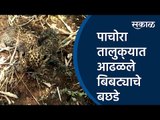 पाचोरा तालुक्‍यात आढळले बिबट्याचे बछडे | Jalgaon |Leopard calves | Sakal Media |