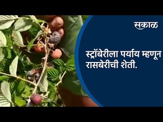 स्ट्रॉबेरीला पर्याय म्हणून रासबेरीची शेती. | Raspberry | Satara | Sakal Media |