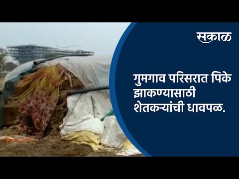 गुमगाव परिसरात पिके झाकण्यासाठी शेतकऱ्यांची धावपळ.| Nagpur | Maharashtra | Sakal Media |