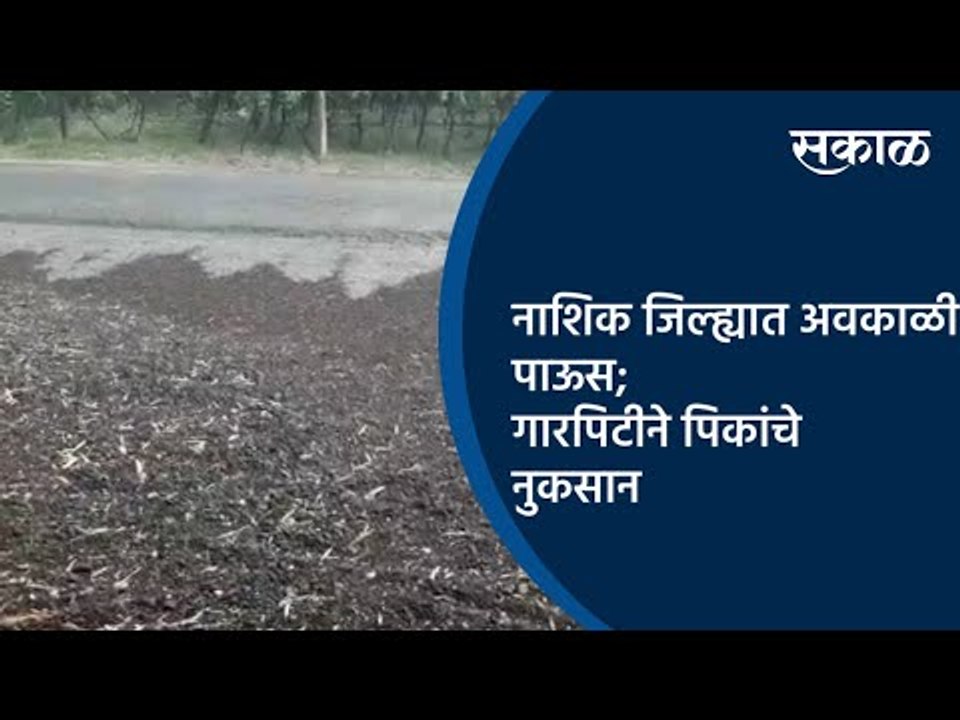 नाशिक जिल्ह्यात अवकाळी पाऊस; गारपिटीने पिकांचे नुकसान | Nashik | Maharashtra | Sakal Media |