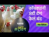 कोंबड्यांनी अंडी देणं केलं बंद | Pune | poultry | Egg | Sakal Media |