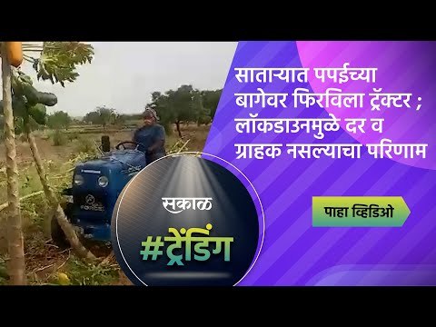 साताऱ्यात पपईच्या बागेवर फिरविला ट्रॅक्‍टर; लॉकडाउनमुळे दर व ग्राहक नसल्याचा परिणाम | Sakal Media |