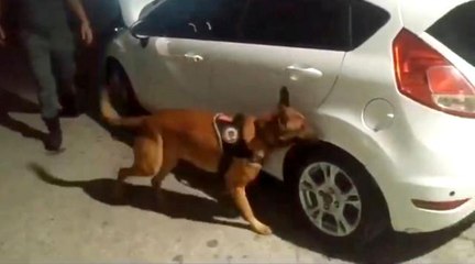 Hassas burunlu "Pars" uyuşturucuyu stepnede buldu