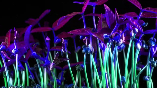 Joe Hisaishi - My Neighbour Totoro