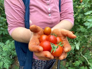17 günlük tam kapanma öncesi seralarda ürün toplama telaşı başladı
