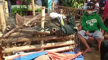 Terungkap! Ini Penjelasan Polisi Soal Babi Ngepet Hasil Rekayasa di Depok