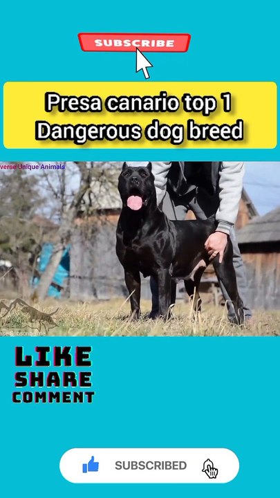 Presa canario dog. top 1 dangerous dog breed in the world इस से बचके रहना वरना ...#facttechz