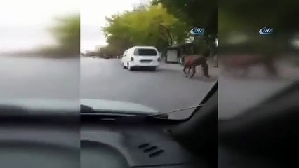 Atı aracın arkasına bağlayıp koşturdular