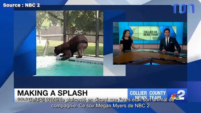 Cet ours vient régulièrement dans cette piscine privé !