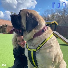 Cet énorme chien cherche une famille !