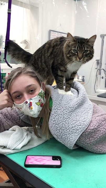Our Shop Cat Gives Massages to Hardworking Employees