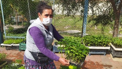 TAM KAPANMA ÖNCESİ FİDE SATIŞLARI ARTTI