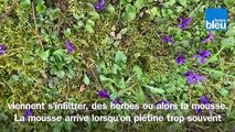 Roland Motte, jardinier : et si vous laissiez poussez les fleurs sauvages dans votre gazon ?