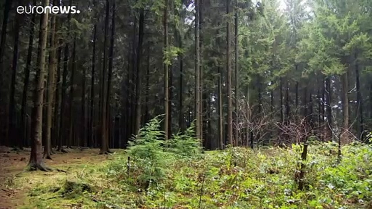 Karlsruhe: Politik muss Klimagesetze nachbessern - jüngere Generationen benachteiligt