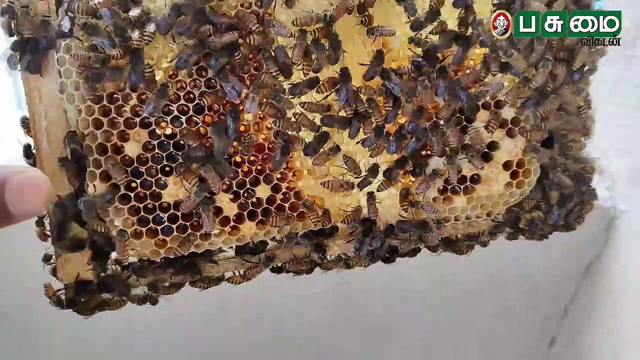 சுத்தமான தேனை நீங்களே உற்பத்தி செய்யலாம் ! honey manufacturing process