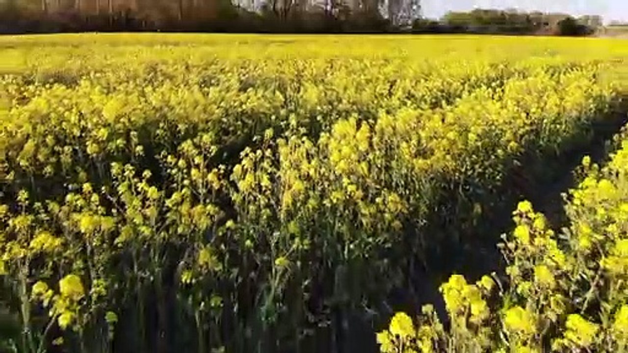 Deutsches Klimaschutzgesetz ist teilweise verfassungswidrig
