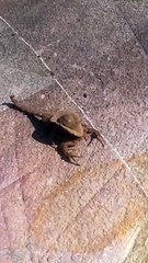 Try not to laugh  | cowboy hat on a Mexican Scorpion