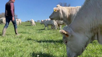 Une nouvelle technique agricole pour améliorer la qualité de l'herbe !