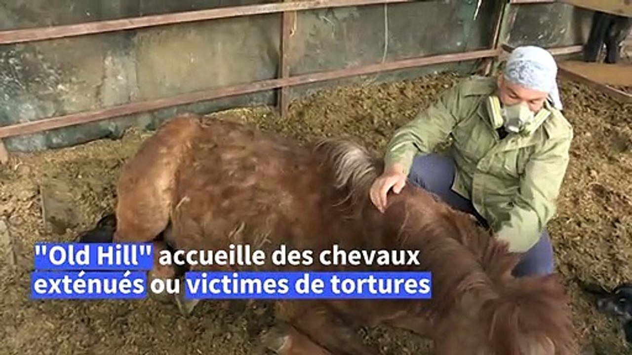 Remède de cheval: en Serbie, le sauveur improbable des destriers