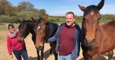Bretagne : en deux ans et demi, cette association a déjà sauvé près de 200 chevaux de l'abattoir