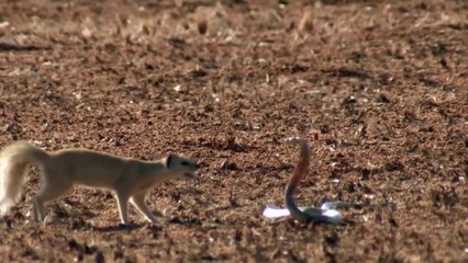 Mangustos Enfrentam Najas  // Piranhas Em Seus Terríveis Ataques // Belas Imagens De Gansos Em Voo