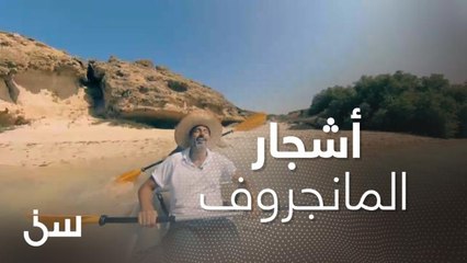 تحول المياه المالحة إلى عذبة.. الشقيري بين أشجار المانجروف