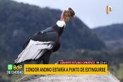 Cóndor andino se dirige a su extinción, advierten científicos