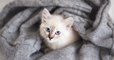 « Je viens d'euthanasier 4 chatons. Stérilisez vos animaux bordel », le coup de gueule d'un vétérinaire sur Twitter fait le buzz