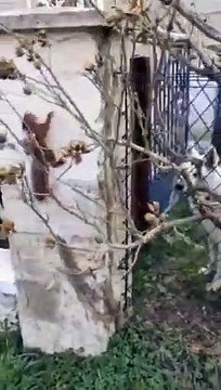 Un chien et un écureuil jouent à cache-cache
