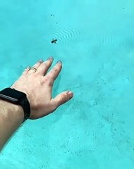 Sauver une abeille de la noyade