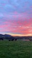 Cows Grazing During Colorful Sunrise