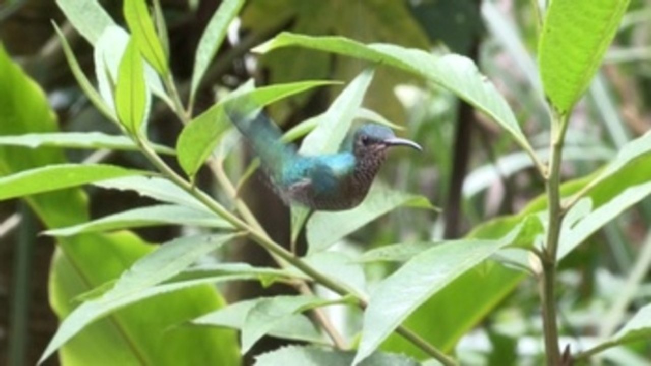 Quito, un edén para el avistamiento de aves y el ecoturismo