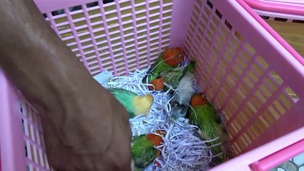 Penjualan Love Bird Cenderung Stabil di tengah Pandemi Covid-19