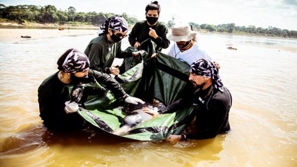 Realizan la primera expedición de delfines tras un año de pandemia