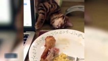 Tavuğu kapmak için uyku numarası yapan kedi