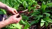 What Are Ramps? All About Foraging and Cooking With Ramps