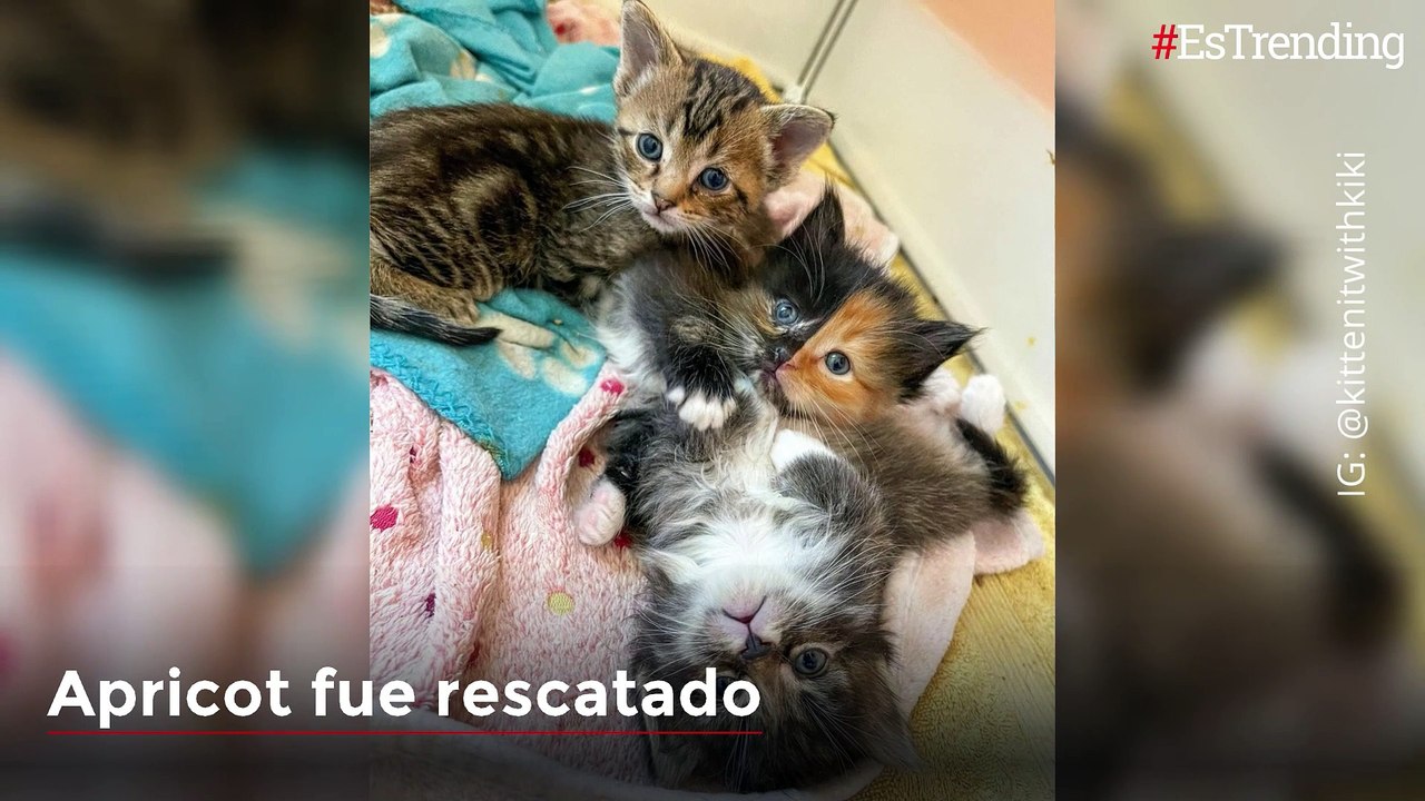 Apricot y Yana, los gatitos de ‘dos caras’ que invaden de ternura las redes